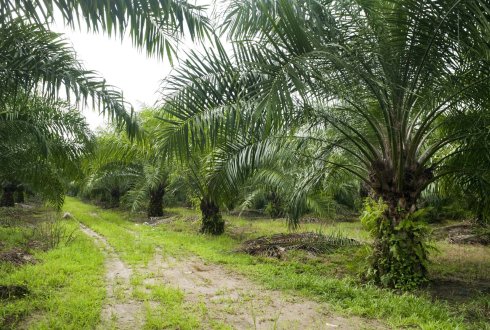 dissertation palm oil