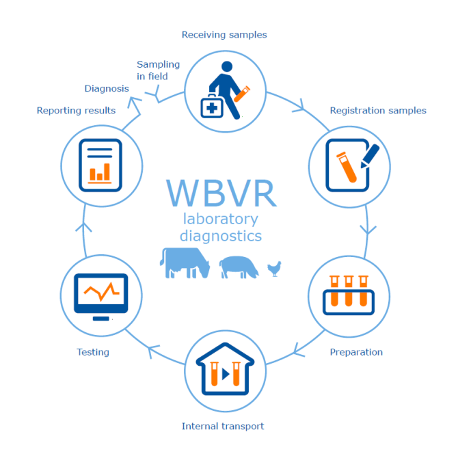 WBVR laboratory diagnostics.png