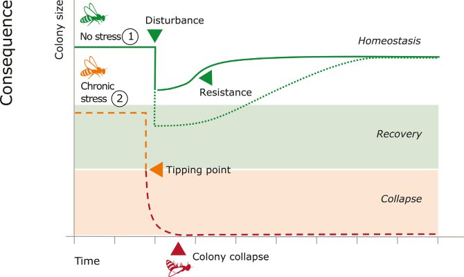 Figure 1. Hypothetical honeybee colony size after a disturbance in chronically stressed and healthy colonies. Healthy colonies (1) show resistance to maintain homeostasis or recover back to homeostasis after stressor exposure. Colonies under chronic stress (2) (e.g., the parasitic mite V. destructor) are more vulnerable to the effects of the disturbance, they can be pushed past the tipping point and may be unable to recover