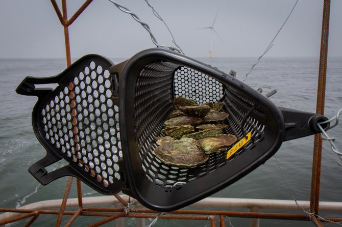Native flat oysters are now mostly restricted to oyster farms in the province of Zeeland.