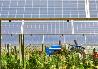Solar Research: Agrivoltaics