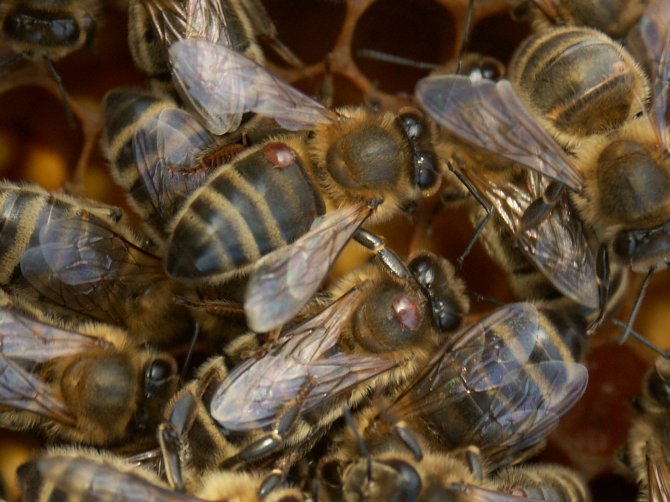 Varroamijten op volwassen bijen in een zwaar besmet volk