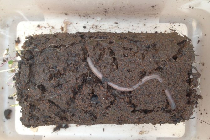 Worm in Marsbodemsimulant met een gegraven gangenstelsel en tuinkers (Bron: Wieger Wamelink)
