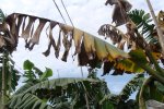 Banana tree  with Panama disease