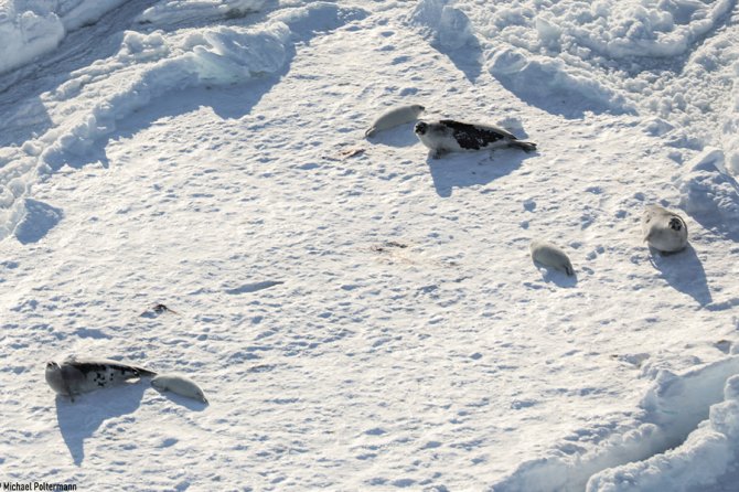 Zeehonden gebruiken het zee-ijs om te rusten, te verharen en pups te werpen. © Michael Poltermann