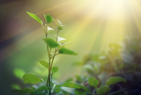 Optimized photosynthesis: One step closer to crops with twice the yield