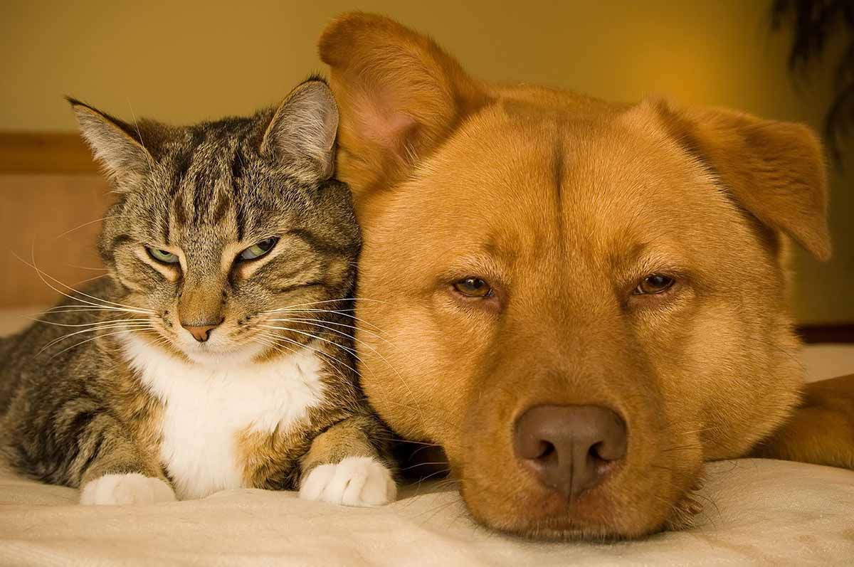 vriendschap vloeiend medaillewinnaar Wat brengt de kat of hond ons? - WUR