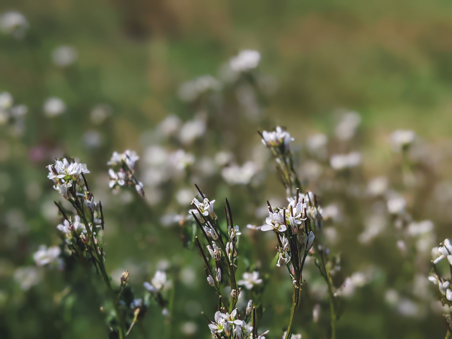 Using Cress in the Lab - Science & Plants for Schools