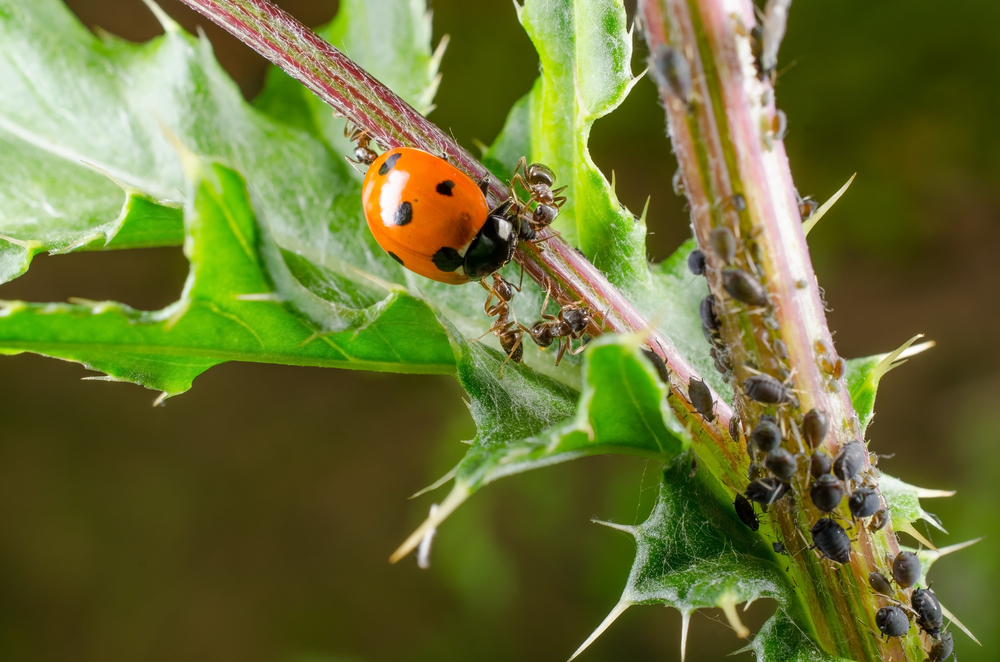 Biological Control Agents: Utilizing Natural Predators to Combat Scale Insects