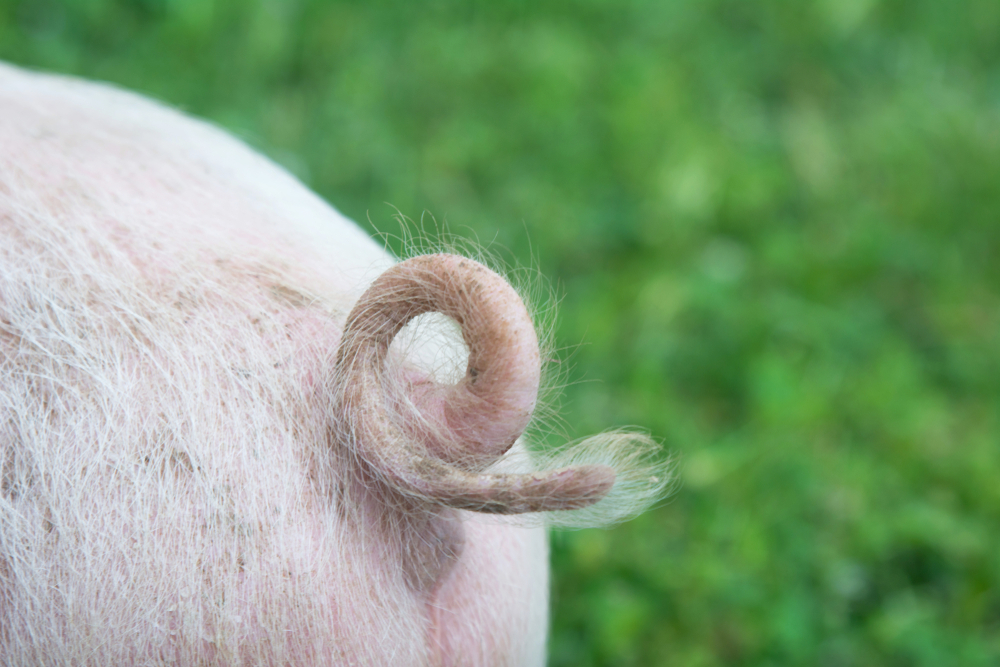 Curly tail of a pig demands fee of 10-31 euros - WUR