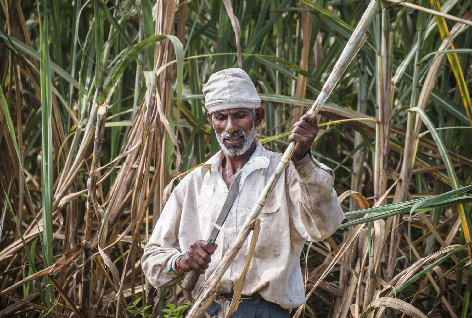 Сахарный тростник производство. Сахарный тростник в Индии. Родина сахарного тростника. Индия - Родина сахарного тростника. Сахарный тростник в древней Индии.