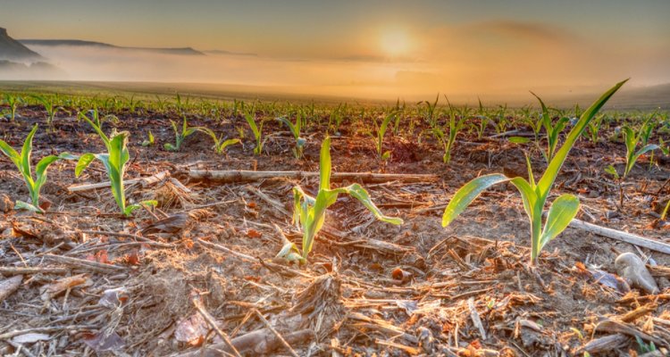 New method to increase crop growth can help feed growing