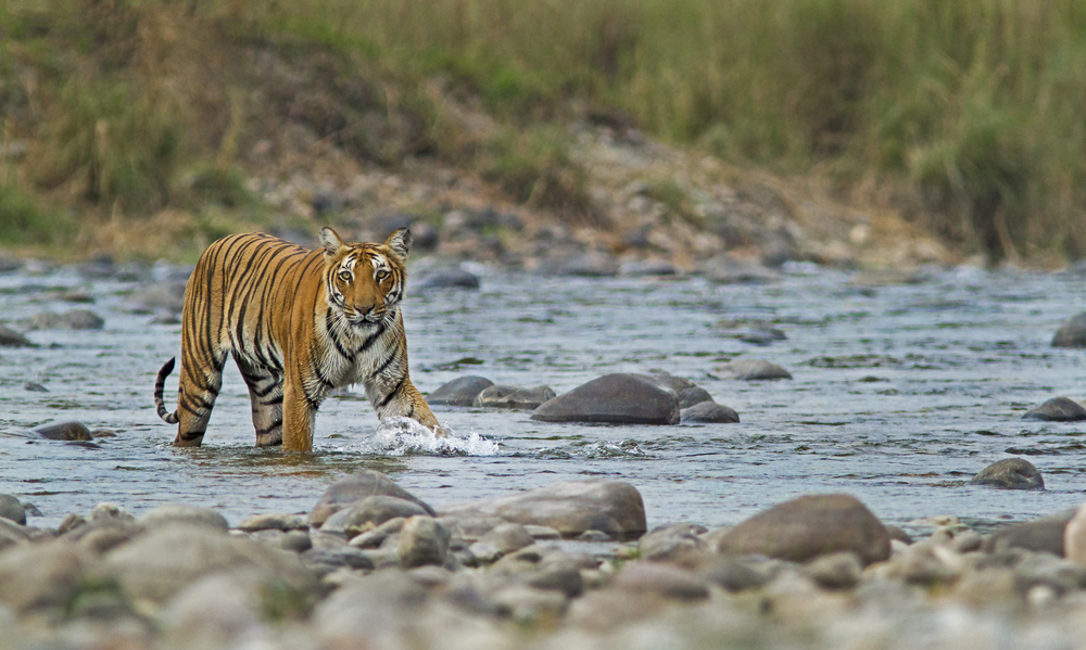 Bengal tiger  The National Trust for Nature Conservation (NTNC)
