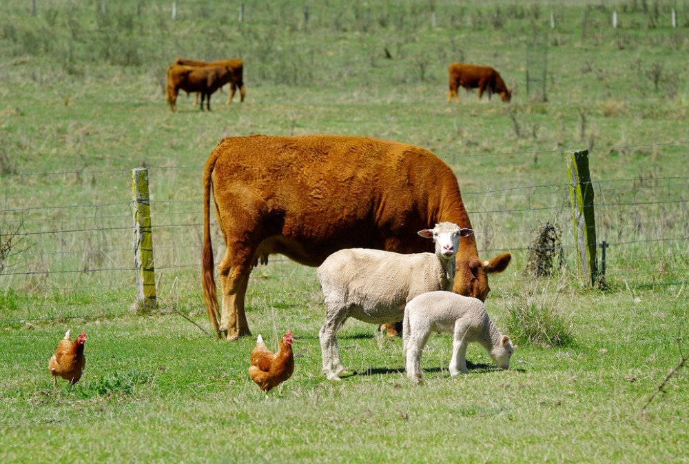 How depressing is inbreeding in livestock? A review of 30 years of research  - WUR