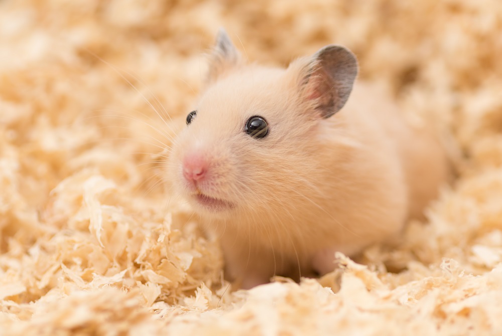 Syrian  hamsters