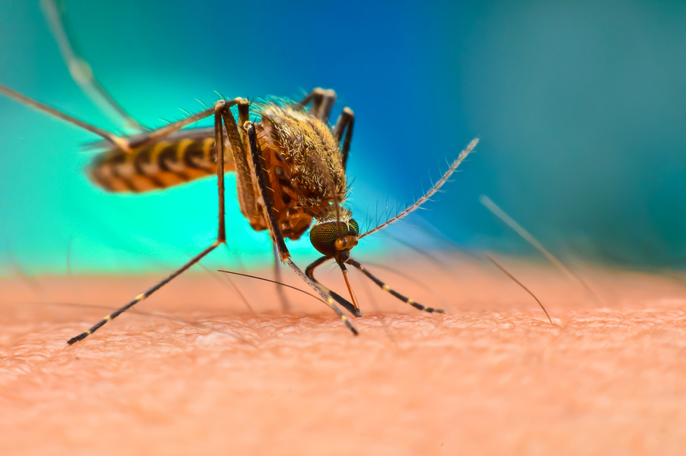 Yes, indeed, it is hard to swat a mosquito - WUR