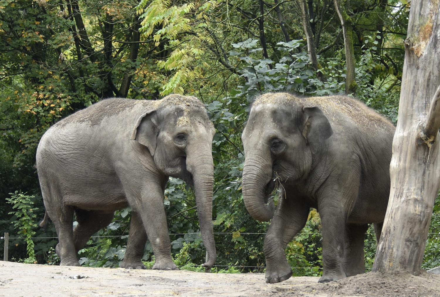How rehoming the Asian elephant contributes to the conservation of this endangered  species - WUR
