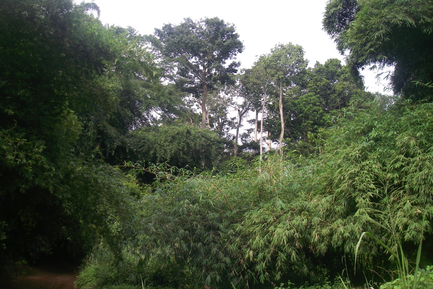 La vegetación tropical se beneficia menos de lo que se pensaba del CO2 atmosférico elevado