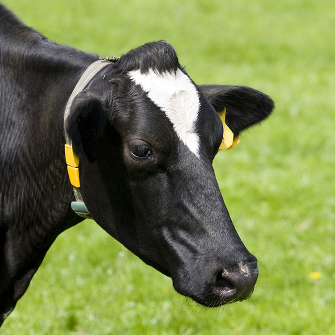 HF Cow at Best Price in karur | Murugan Dairy Farm