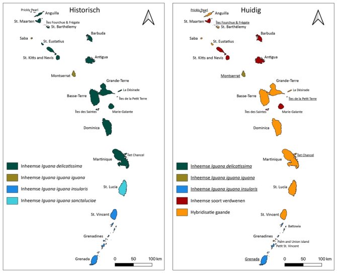 Figuur 1. De historische (links) en huidige (rechts) status van inheemse Iguana-populaties die voorkomen op de Bovenwindse eilanden.