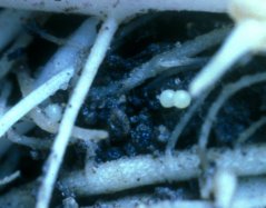 Globodera pallida nematode cysts