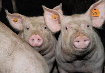 African swine fever (ASF) in Europe, Belgium and close to the Netherlands