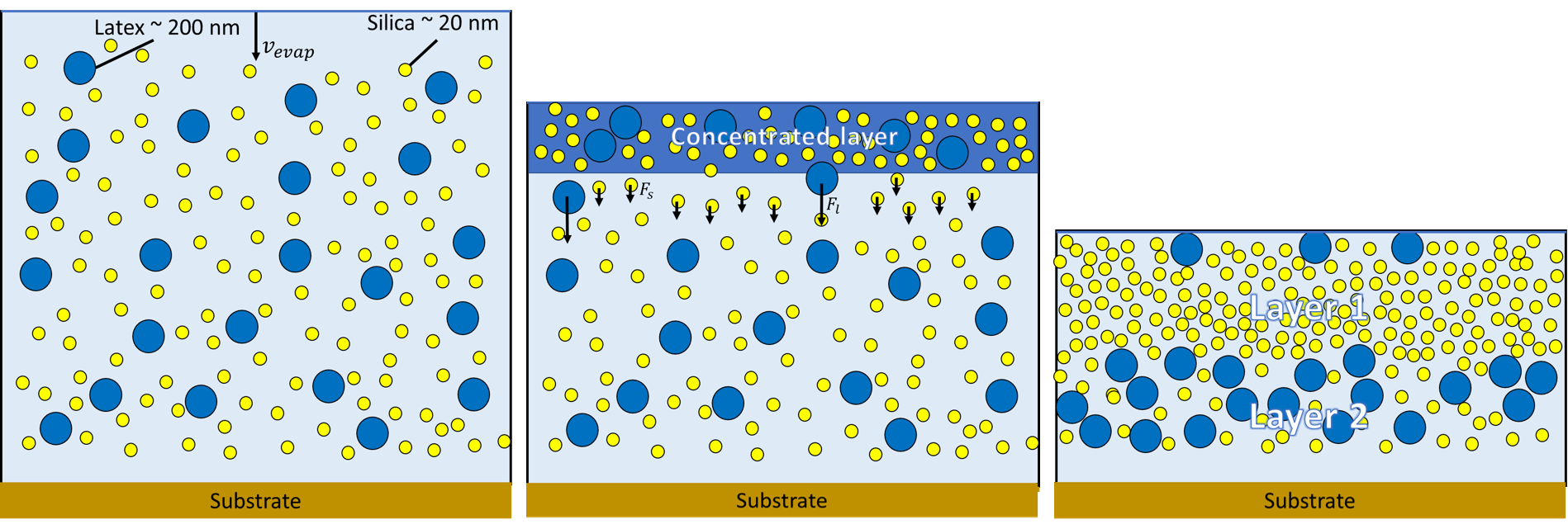 Schematic of Evaporating latex/silica mixture. The concentration gradient occurs due to the evaporating water at the top. This creates the concentration gradient and therefore the diffusiophoretic force. Finally ,leading to a dry sample with a higher concentration of silica at the top.