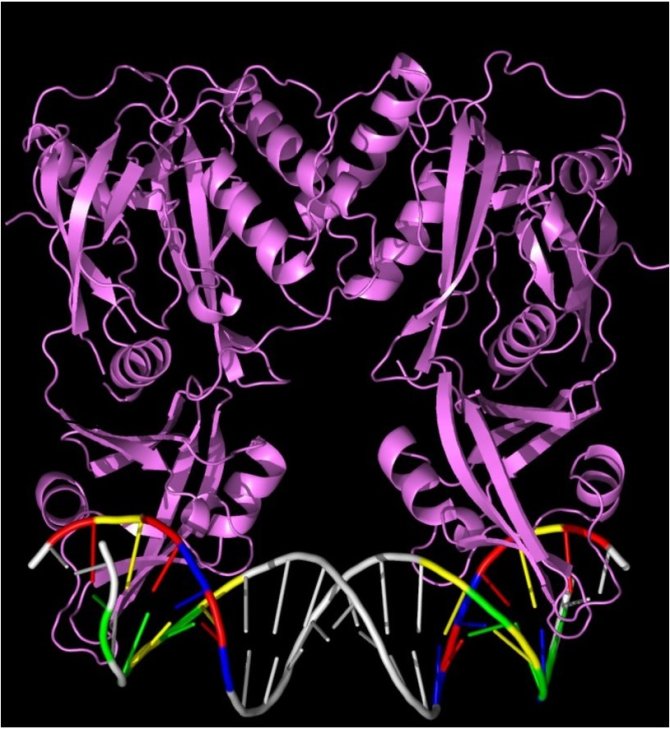 Illustration: the pair of compasses, the ARF protein pair (in purple), bound to DNA. The two binding points on the DNA are shown in colour (T, red; G, yellow; C, blue; A, green).