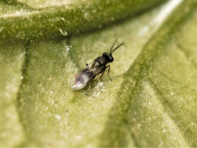 Parasitoid (Necremnus tutae)