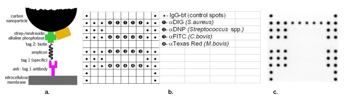 Fig. 1: (a) Principle of the NAMIA - Each of the PCR products has a specific label (DIG, DNP, FITC or Texas Red) on one end and biotin on the other end. Specific binding is detected by carbon nanoparticles conjugated to neutravidin-alkaline phosphatase. (b) Layout of mastitis microarray (c) Mastitis biochip on nitrocellulose surface with positive reaction for anti – DIG antibody for S.aureus.