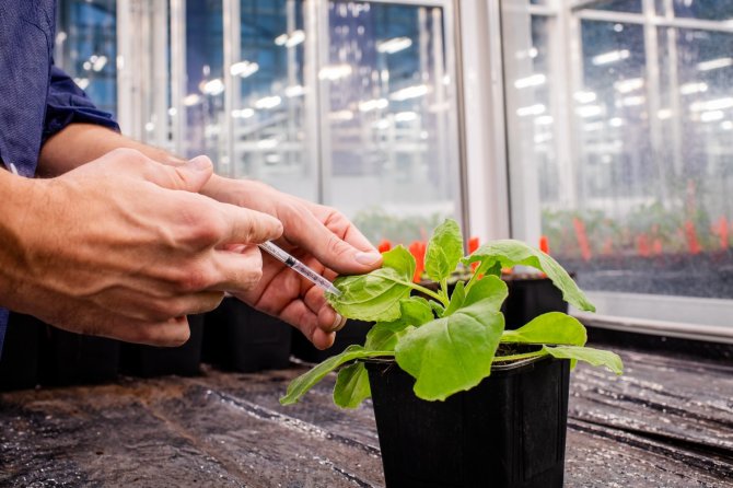 Ontwikkeling effectief vaccin tegen maagworm dankzij planten. (Foto: Joris Aben Fotografie)