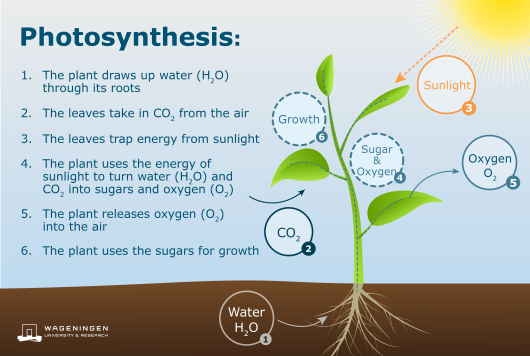 Photosynthesis, the green engine of life on Earth - WUR cell energy photosynthesis diagram 