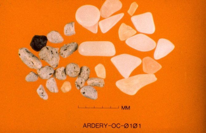 Small plastics from the stomach of a small bird, the Wilson’s storm petrel. The bird was collected in 1986 in Antarctica 
