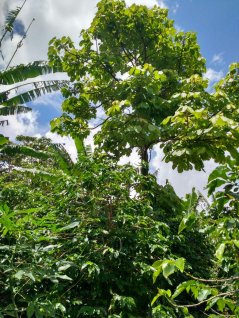 Schaduw van bomen kan een gunstiger microklimaat creëren voor koffieproductie. Credit: Sailors for Sustainability