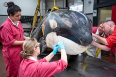 De dode orka wordt onderzocht. Foto: Bas Niemans, Universiteit Utrecht.