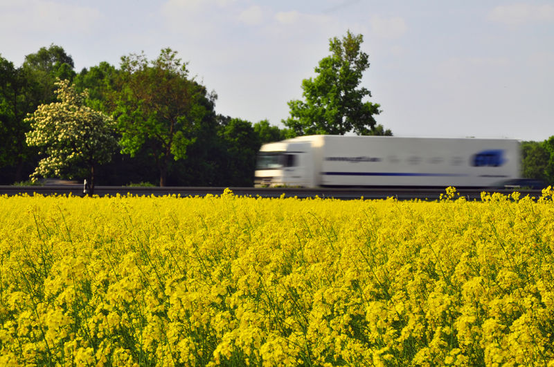 Gewassen in de EU die als vervanging kunnen dienen voor geïmporteerde soja, palmolieproducten en andere eiwithoudende veevoeringrediënten, zijn eiwithoudende gewassen met meer dan 15% eiwit. 