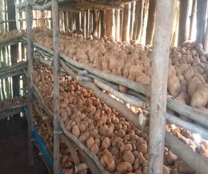 Potato seed stored in diffused light store (DLS).