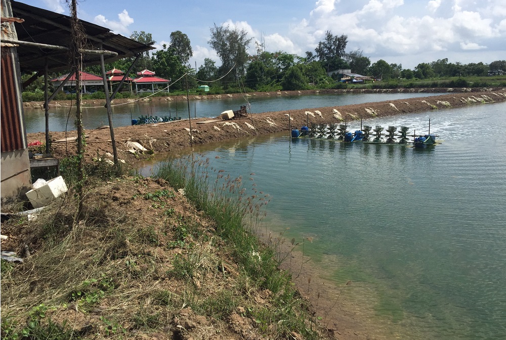 A shrimp pond in the coastal area of the Mekong Delta. Photo: Jan Verhagen