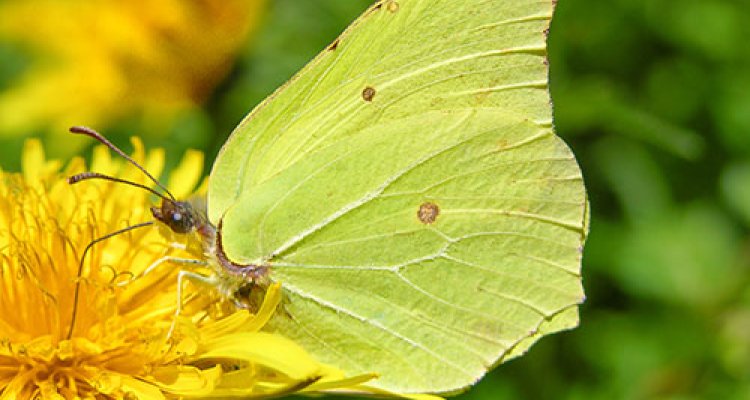 Brimstone butterfly