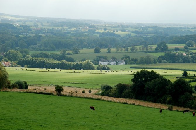 Het Zuid-Limburgse heuvellandschap met akkers en grazende koeien.