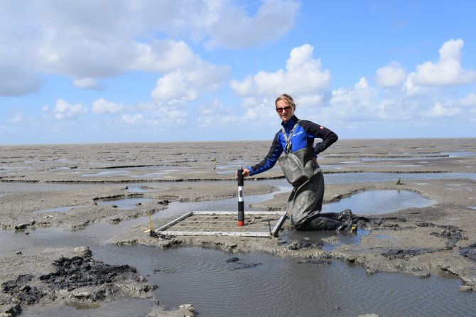 Scientists of Wageningen University & Research study the effects of dredge sediment disposal - a Mud Motor - on salt marsh expansion and nature-based coastal defense in the Dutch Wadden Sea. Photo: Robbert Jak