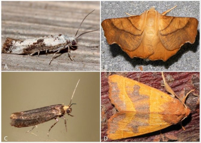 Voorbeelden van nachtvlinders die op essen voorkomen. A: essenmot (Prays fraxinella). B: essenspanner (Ennomos fuscantaria). C: bruine essenmot (Prays ruficeps). D: essengouduil (Atethmia centrago) (Bron: Jack Windig)