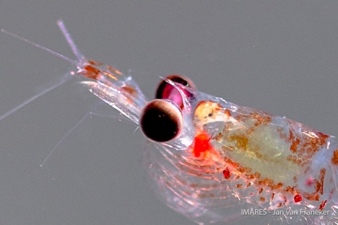 Een andere soort krill is Euphausia crystallorophias, ook wel ‘ijskrill’ genoemd. Deze komt vooral voor bij de kust van Antarctica en onderscheid zich van superba door de grote ogen en de lange punt aan het ‘rostrum’ wat tussen de ogen te zien is.