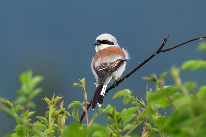Red-backed shrike at Velhorst estate is back after years of absence.