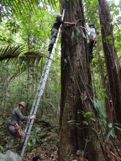 Om de lengte van hoge bomen te meten is vaak een ladder nodig om boven de plankwortels uit te komen. (foto: Maxime Réjou-Méchain)