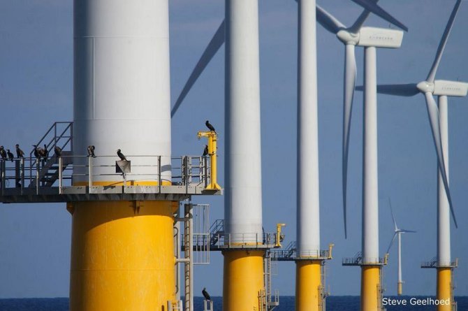 Cormorants in a wind farm (photo: Steve Geelhoed)