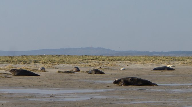 De meeste zeehonden en pups liggen in de duintjes, maar ook op de zandplaat ervoor zijn jonge zeehonden te zien. Op de achtergrond ligt Vlieland.