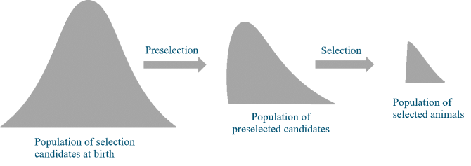 Figure 1. Stages of selecting parents of the next generation