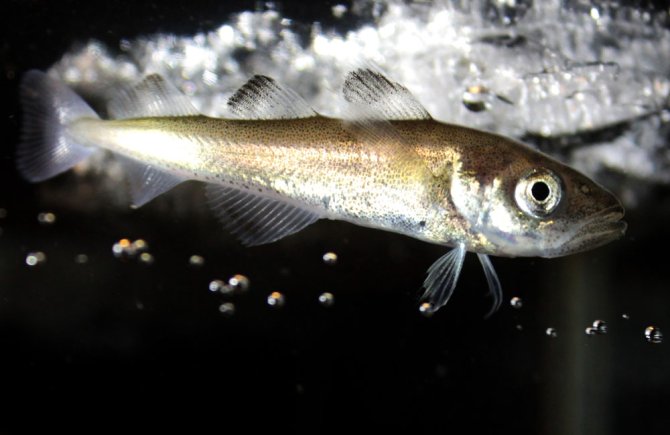 Polar cod, Boreogadus saida (Photo: Hauke Flores)