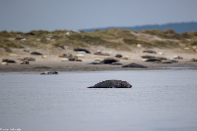Zeehonden op de duintjes (foto: Jeroen Hoekendijk)